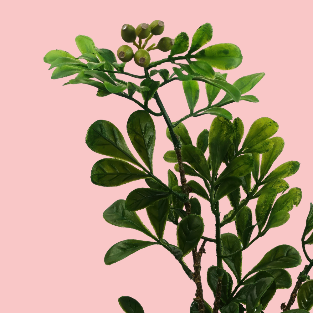 Close up of the Plantish Aglaia Odorata artificial Bonsai, showing its green leaves and brown branches, and fruits. On a block pink background.