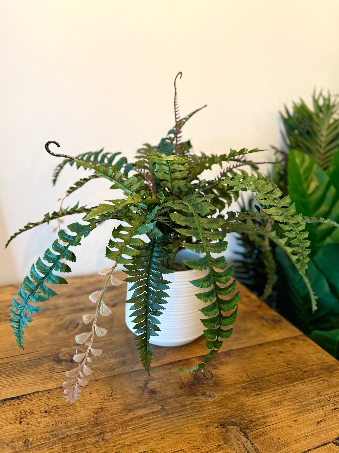 Front view of the Plantish artificial Boston Fern, displayed in white ridged plant pot, showcasing the lush, green fronds for a lifelike look.