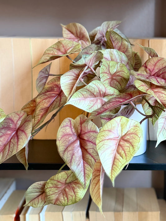 Front view of a Plantish artificial pink caladium with vibrant pink and green leaves, placed on a black bookshelf in a smooth white pot.