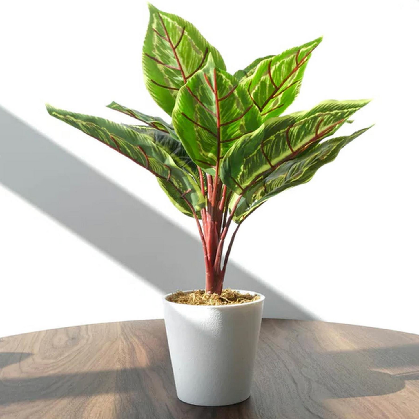 The Plantish Carrie the Artificial Calathea Veitchiane plant, shown on a brown wood table against a sunlit white wall. The green and red plant is in a white pot.
