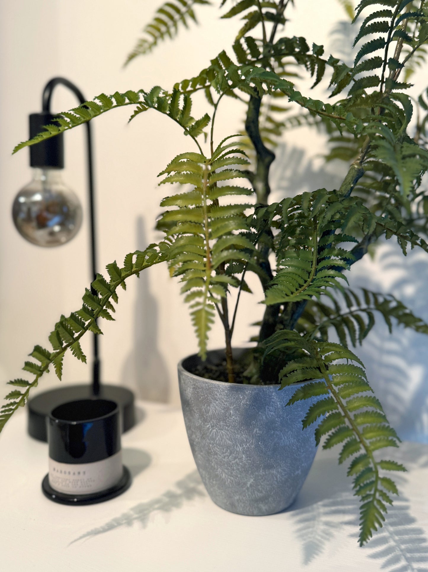 Front view of a Plantish medium-sized artificial fern in a grey ceramic-look plastic pot, featuring ultra-realistic stems and vibrant fronds, placed on top of a white dresser next to a black candle and lamp.