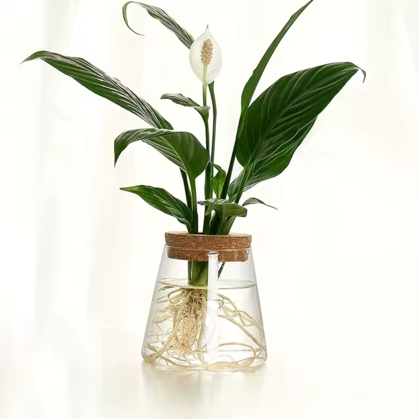 The Plantish Glass Propagation Jar in its Clear Conical variant, showing a clear cone shaped jar with a cork in the top, and a green plant growing inside.