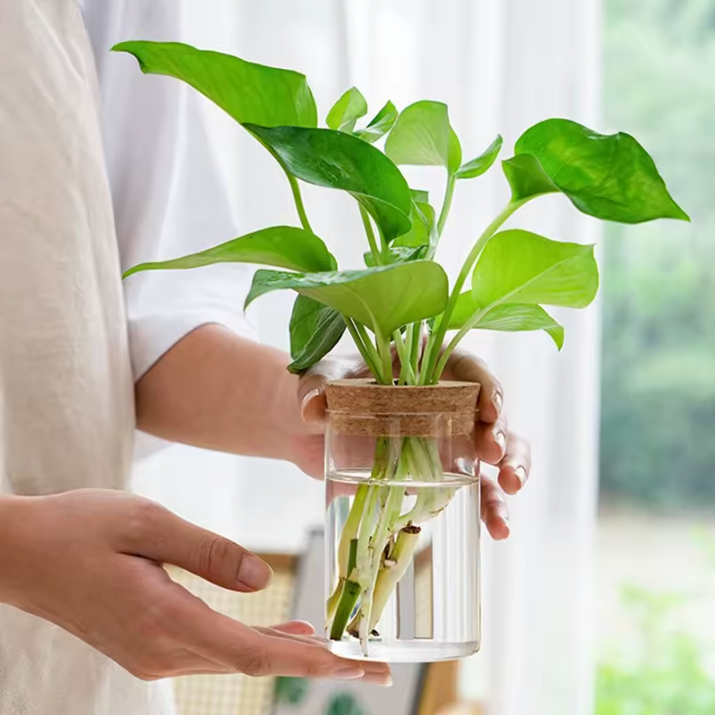 The Plantish Glass Propagation Jar in its cylinder variant, a straight sided glass container with a cork lid, and a green plant being grown inside.