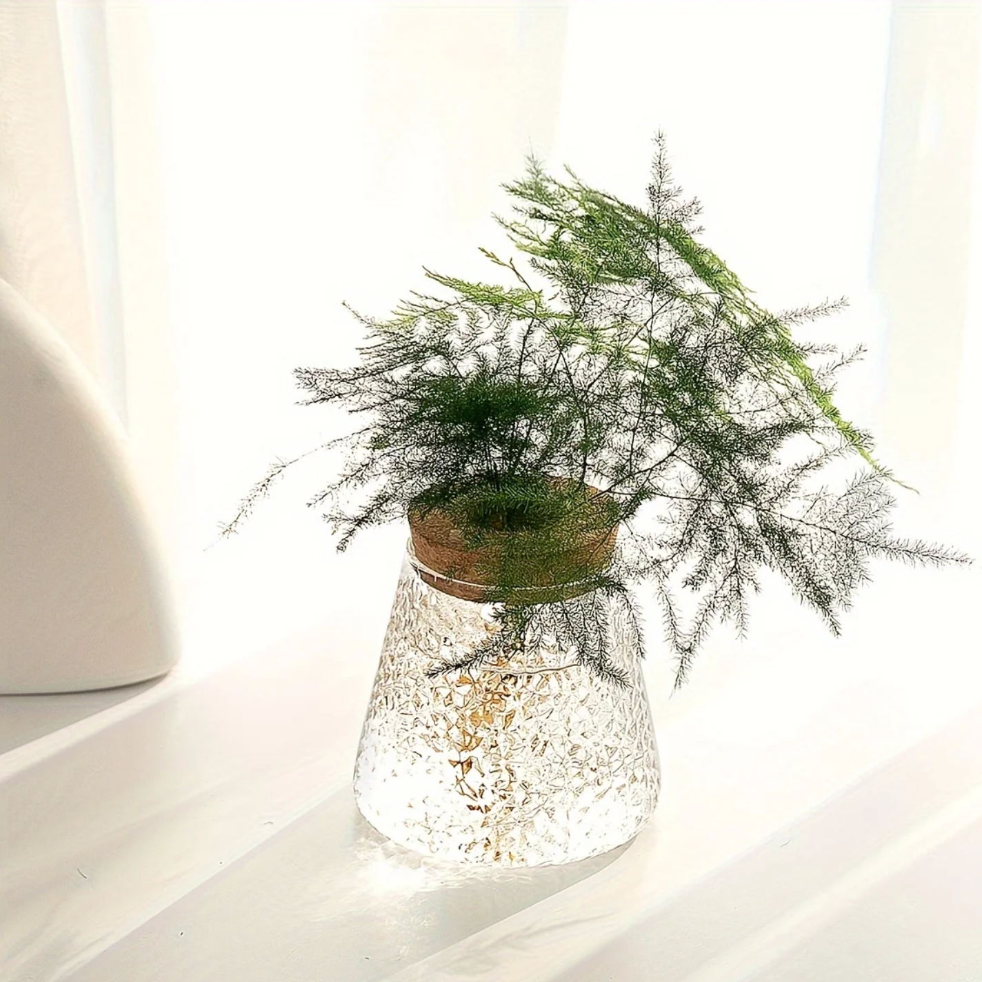 The Plantish Conical Glass Propagation Jar in Geometric design. It is on a white table and has a green plant inside.