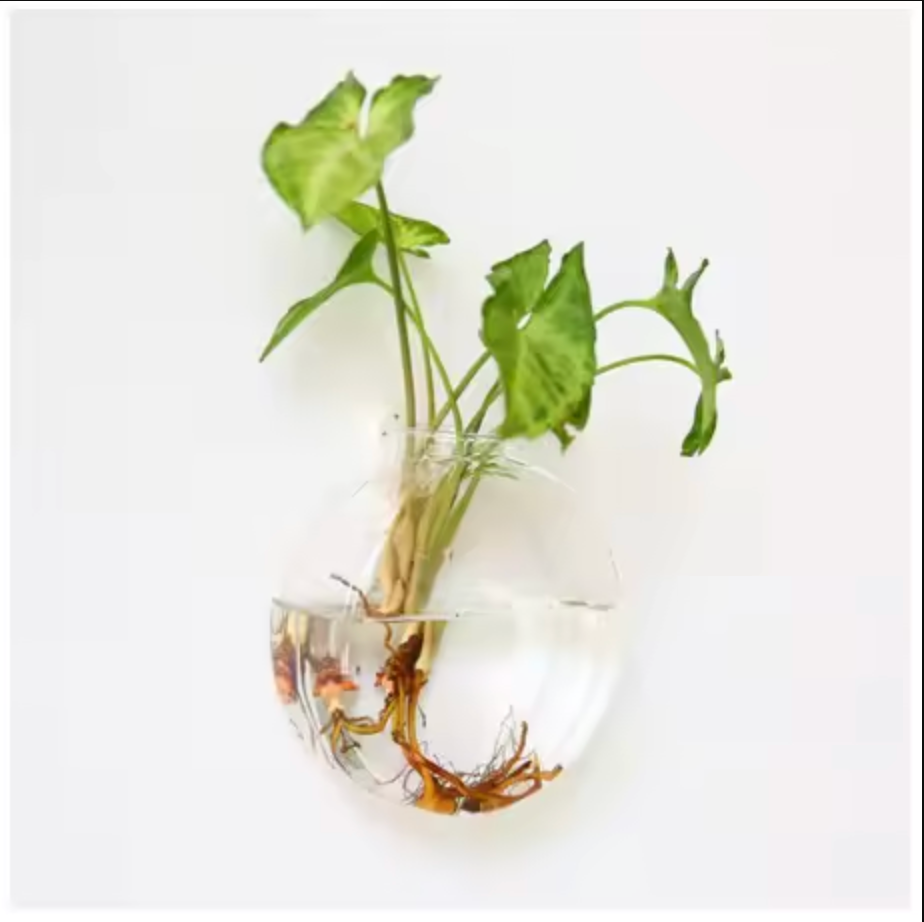 An image of the Plantish Circular Hydroponic Vase, made of clear glass with a green plant cutting inside, and mounted to a white wall.