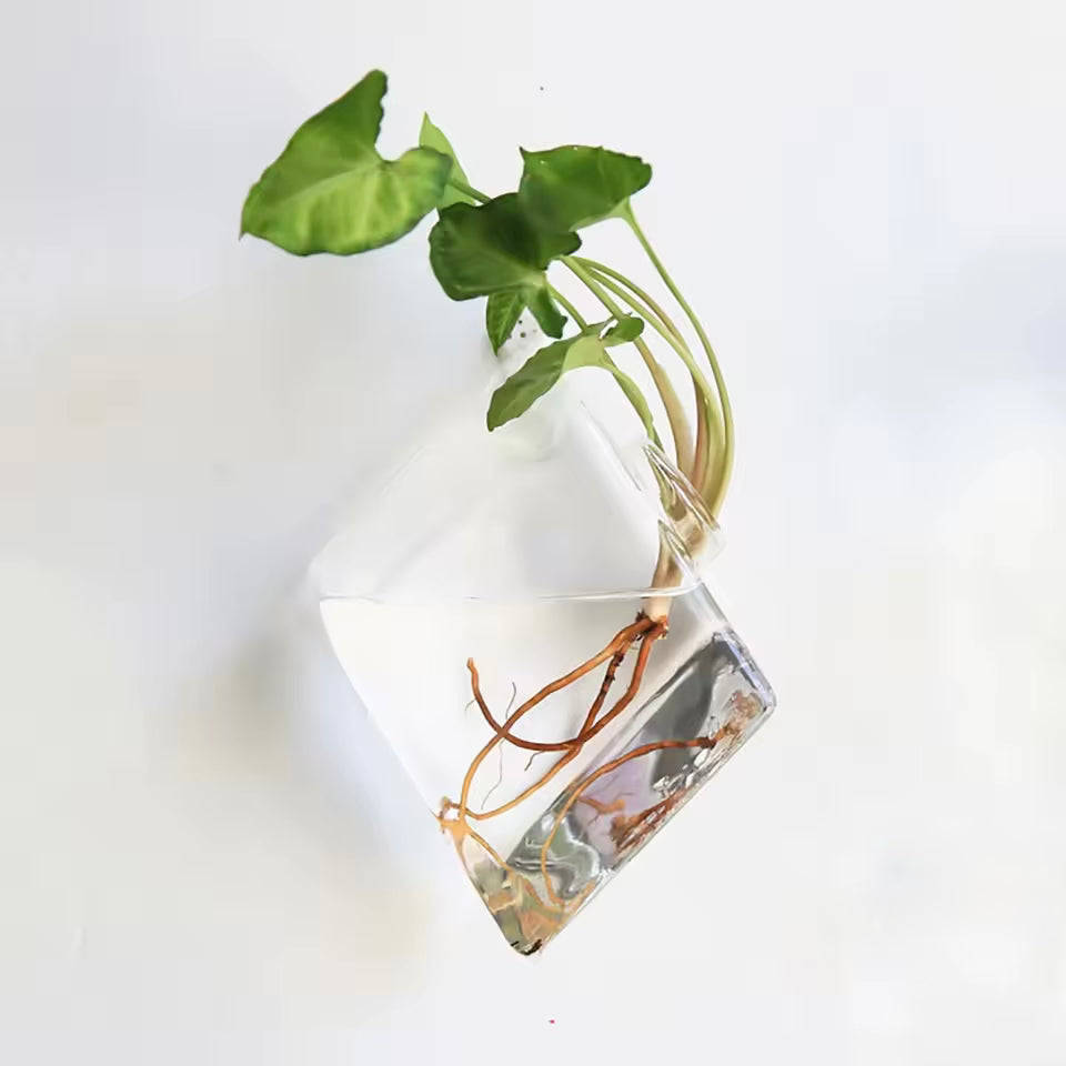 A close up of the Plantish Hanging Hydroponic Vase in the Diamond shape, mounted to a white wall with a green plant growing out of some water.