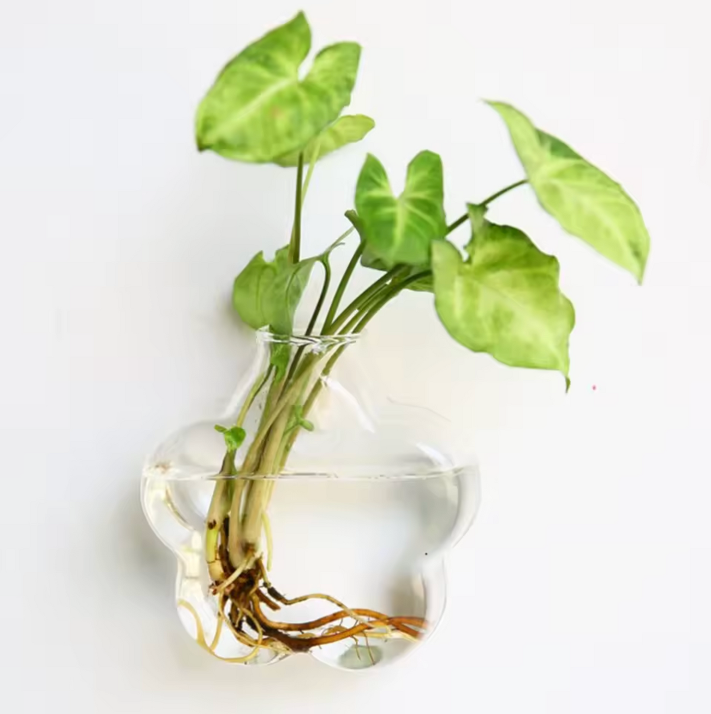 An image of the Plantish Flower-shaped Hydroponic Vase, made of clear glass with a green plant cutting inside, and mounted to a white wall.