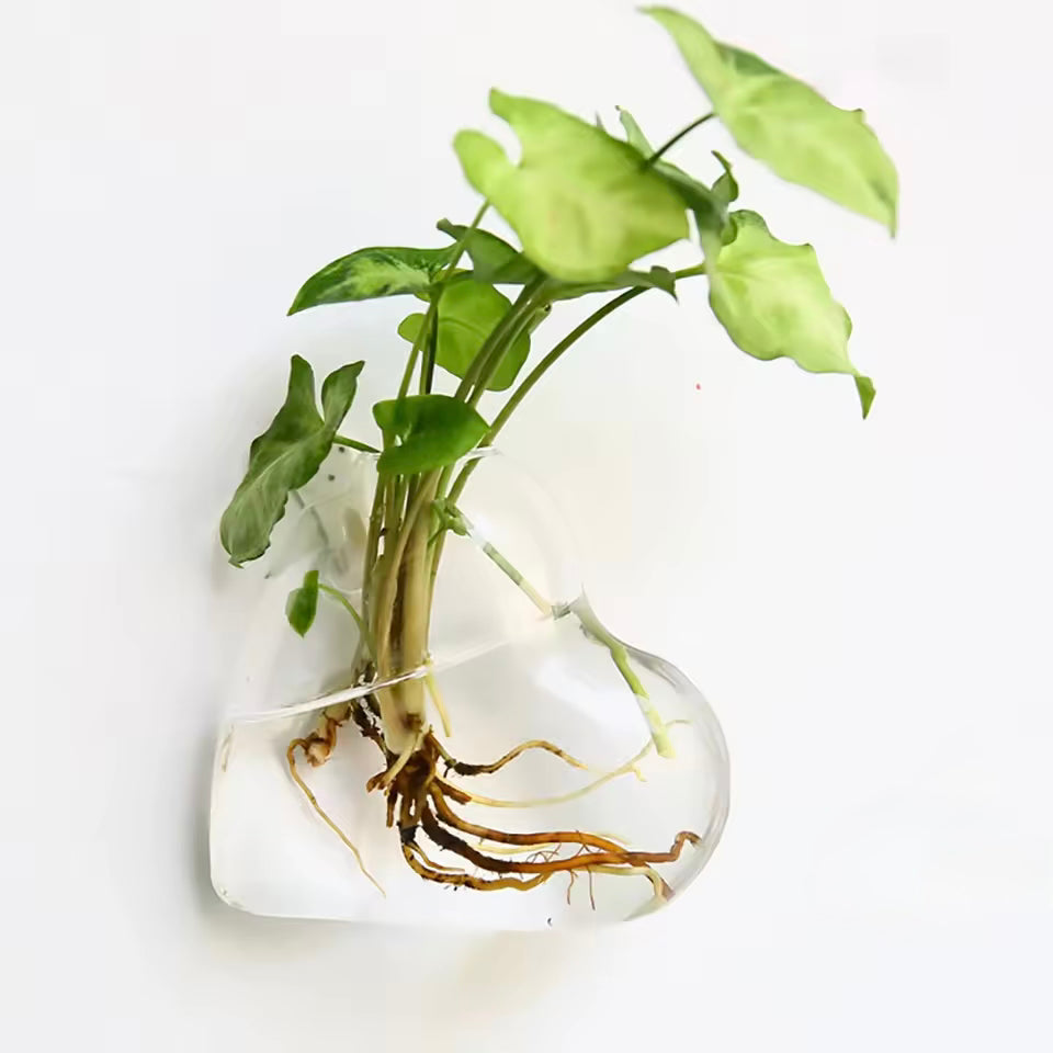 A close up of the Plantish Hanging Hydroponic Vase in the Heart shape, mounted to a white wall with a green plant growing out of some water.