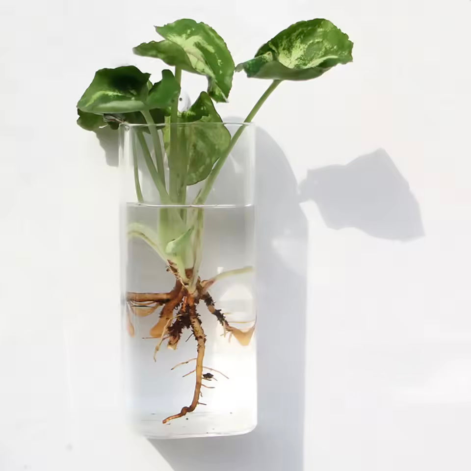 A close up of the Plantish Hanging Hydroponic Vase in the Large Cylinder shape, mounted to a white wall with a green plant growing out of some water.