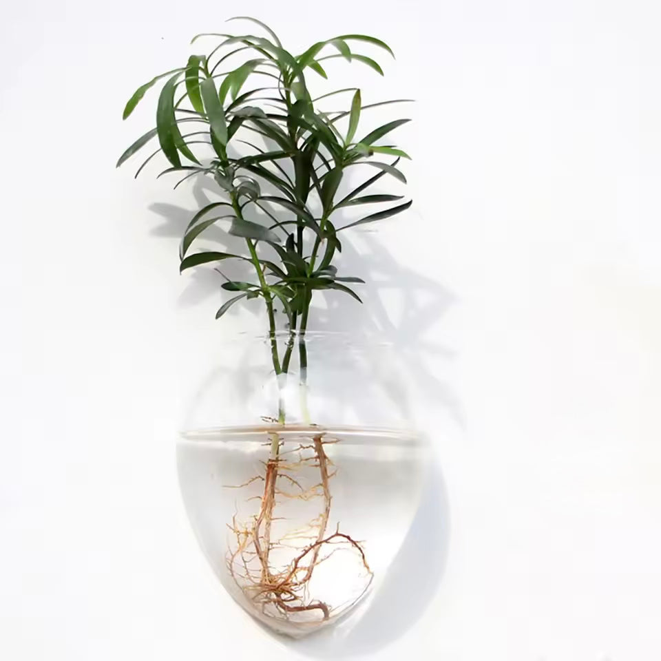 A close up of the Plantish Hanging Hydroponic Vase in the Oval shape, mounted to a white wall with a green plant growing out of some water.