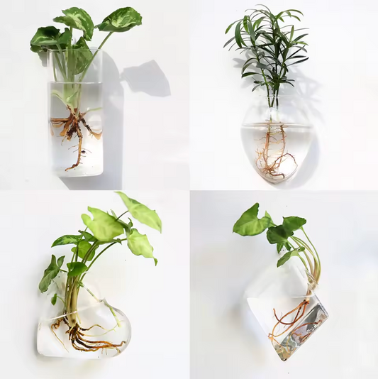 An image showing the Plantish Hydroponic Vase in four styles, all made of clear glass with a green plant cutting inside, and each mounted to a white wall.