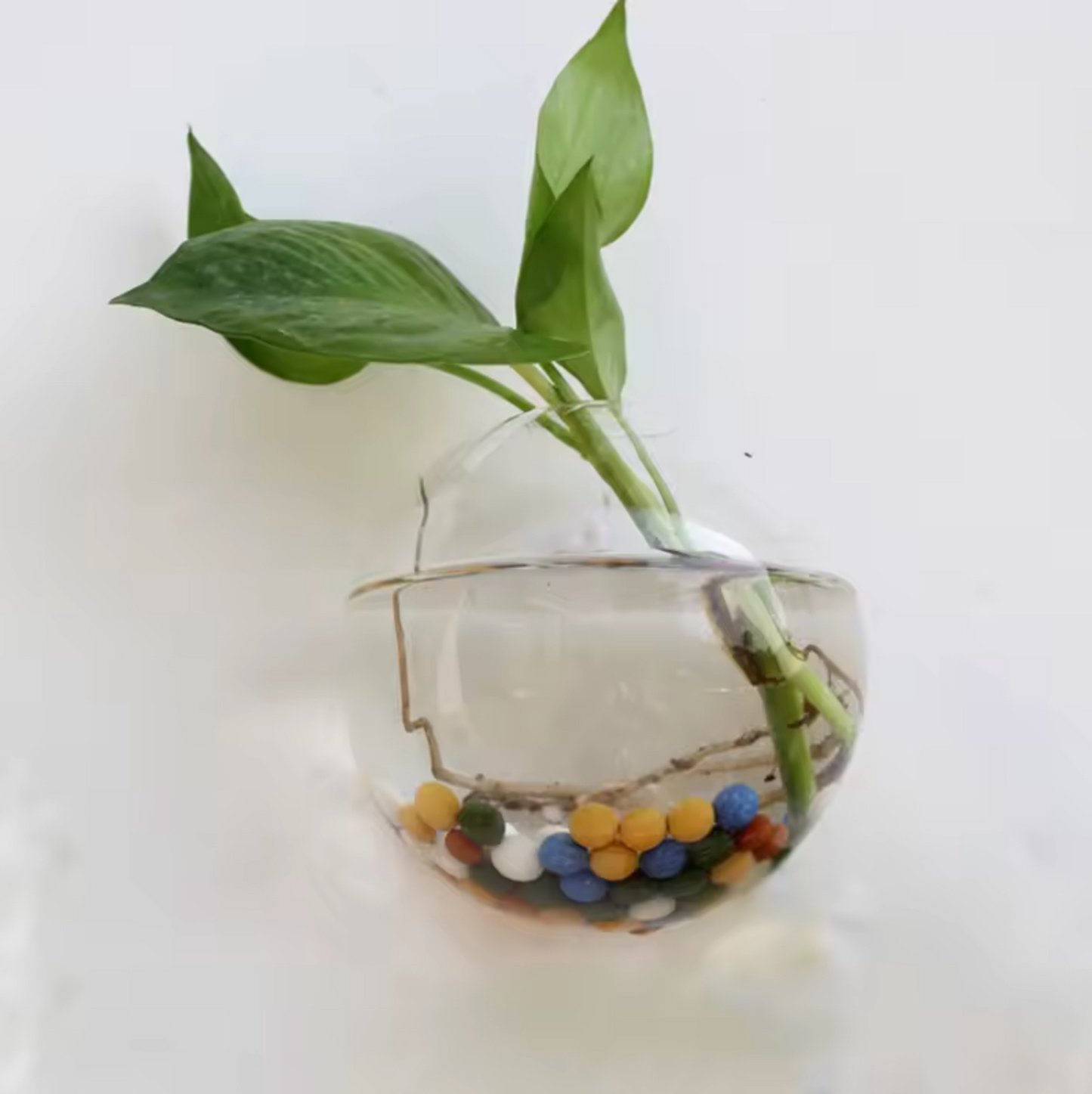 An image of the Plantish Round Hydroponic Vase, made of clear glass with a green plant cutting inside, and mounted to a white wall.