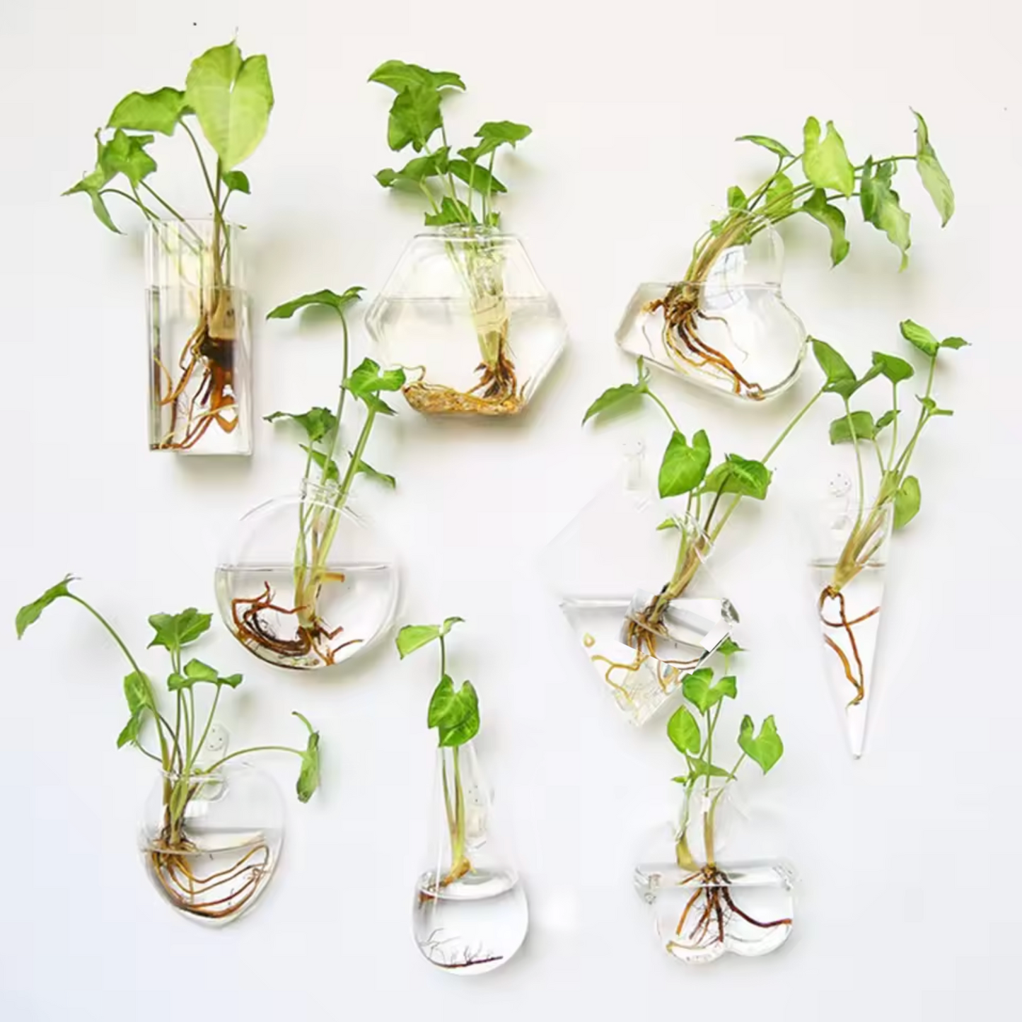 An image of all the Plantish Hydroponic Vases, each made of clear glass with a green plant cutting inside, and all mounted to a white wall.