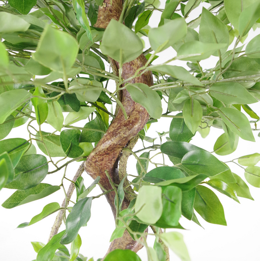 A close up of the Plantish artificial Japanese ficus tree, showing the twisted realistic trunk and the dense green leaves against a white background.