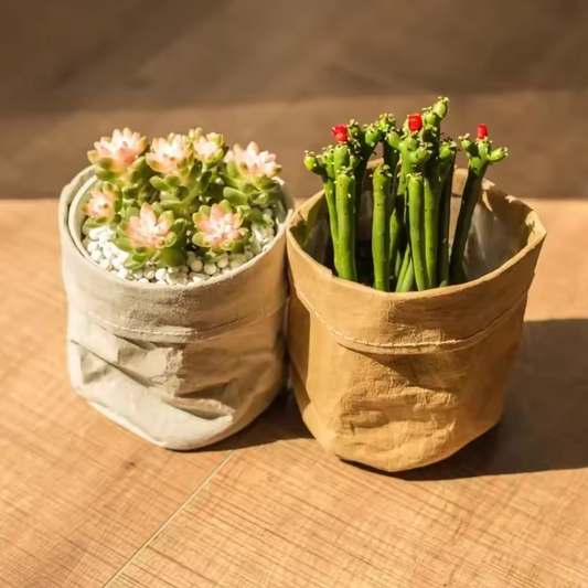 The Plantish Brown and Grey Kraft Paper Plant Pots on a brown tiled floor. There are green cacti in the pots.