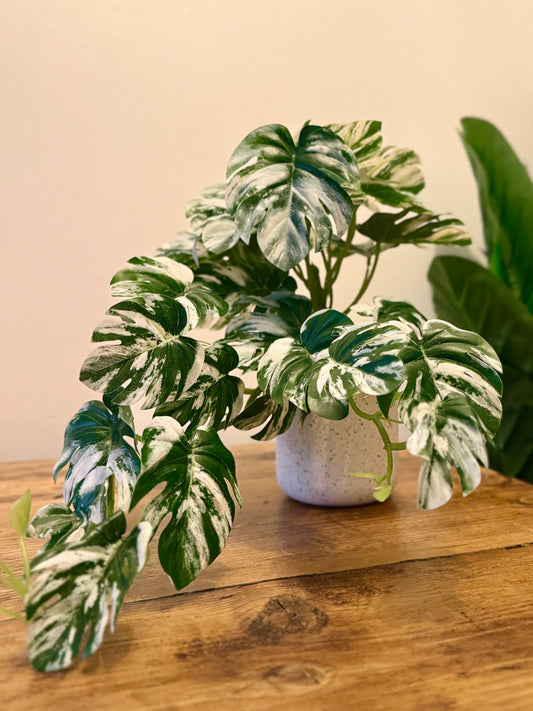 Front view of the Plantish artificial variegated Little Monstera, highlighting its striking green and cream marbled leaves and lifelike texture, potted in its white decorative plastic pot.
