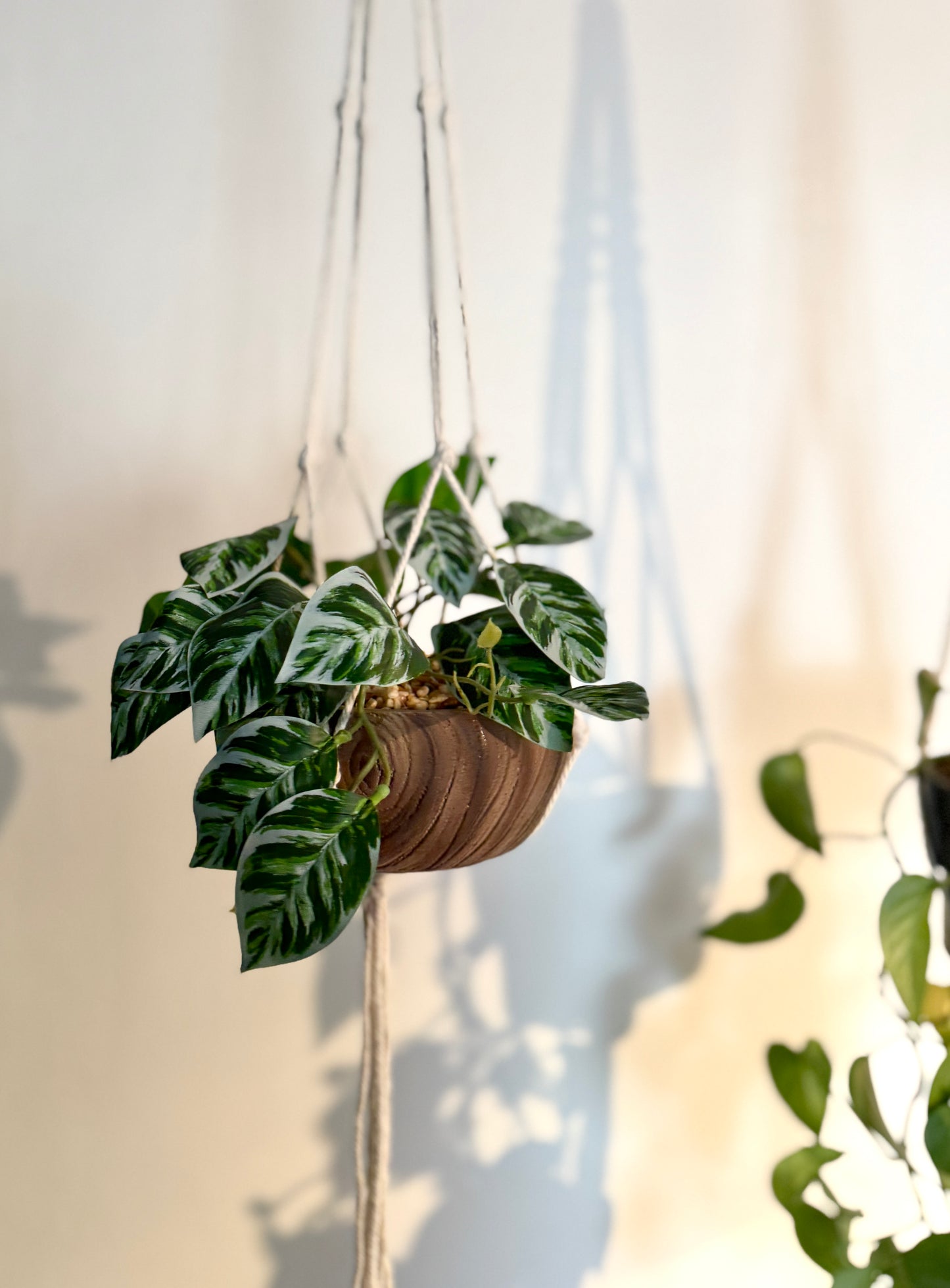 Front view of the Plantish artificial Pothos, with cascading variegated leaves, potted in a ceramic planter and suspended in a macrame.