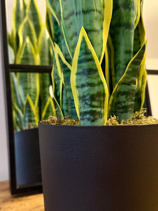 Back view of the Plantish artificial Snake Plant featuring variegated green leaves, a moss covered base, and a sturdy weighted black pot. The lifelike design and sleek pot make the sansevieria an eye catching addition to contemporary interiors.