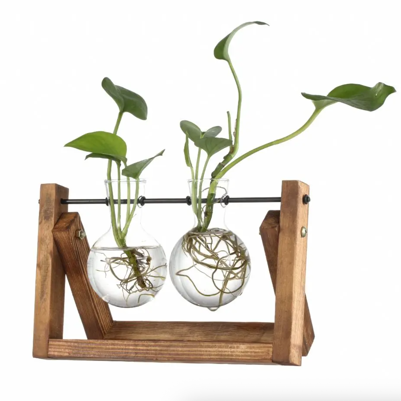 The Double Wood Frame Propagation Station, with green plant cuttings placed inside both of the glass containers. It is on a white background.
