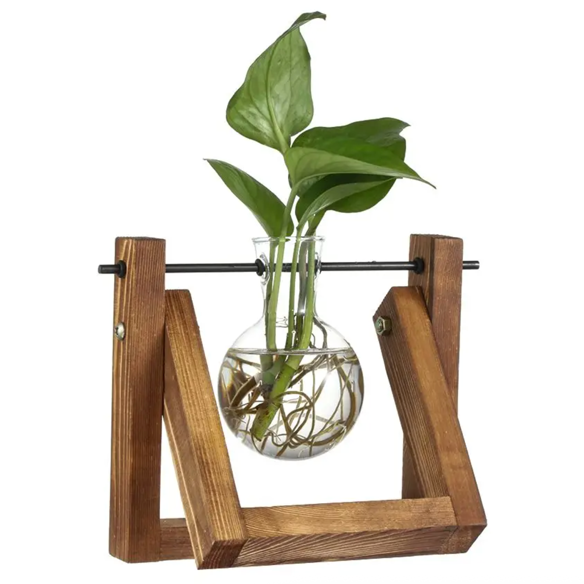 The Single Wood Frame Propagation Station, with a green plant cutting placed inside the glass container. It is on a white background.