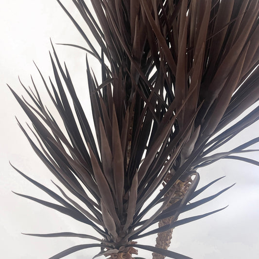 Back view of the Plantish artificial Yucca plant, showcasing its three sturdy trunks and dark green and brown foliage. The realistic design and intricate details make this plant a perfect addition to contemporary home decor.