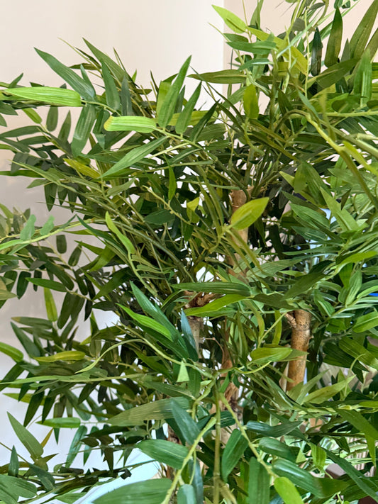 A close up of Ben the Bamboo Tree by Plantish