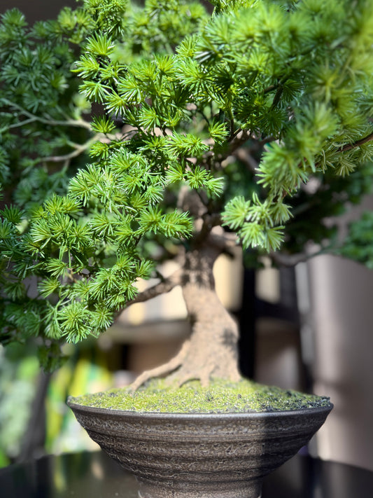 An image of the Plantish Bruce the Bonsai being hit by sunlight