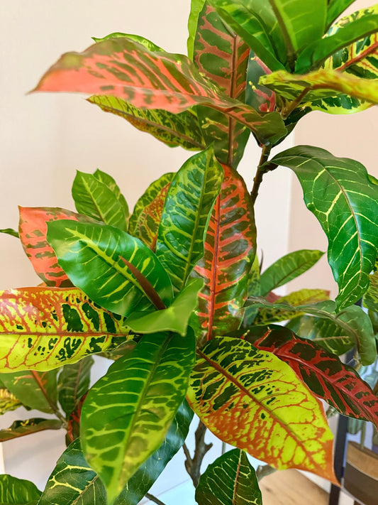 A close up of the Plantish Chris the Croton showing the green and red leaves