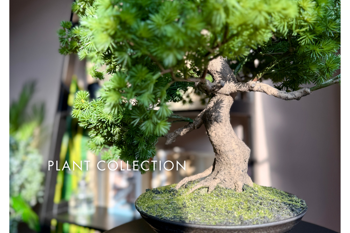 A clickable homepage element for the Plantish Plant Collection, featuring Bruce the Bonsai being hit with sunlight. PLANT COLLECTION is written on the image.