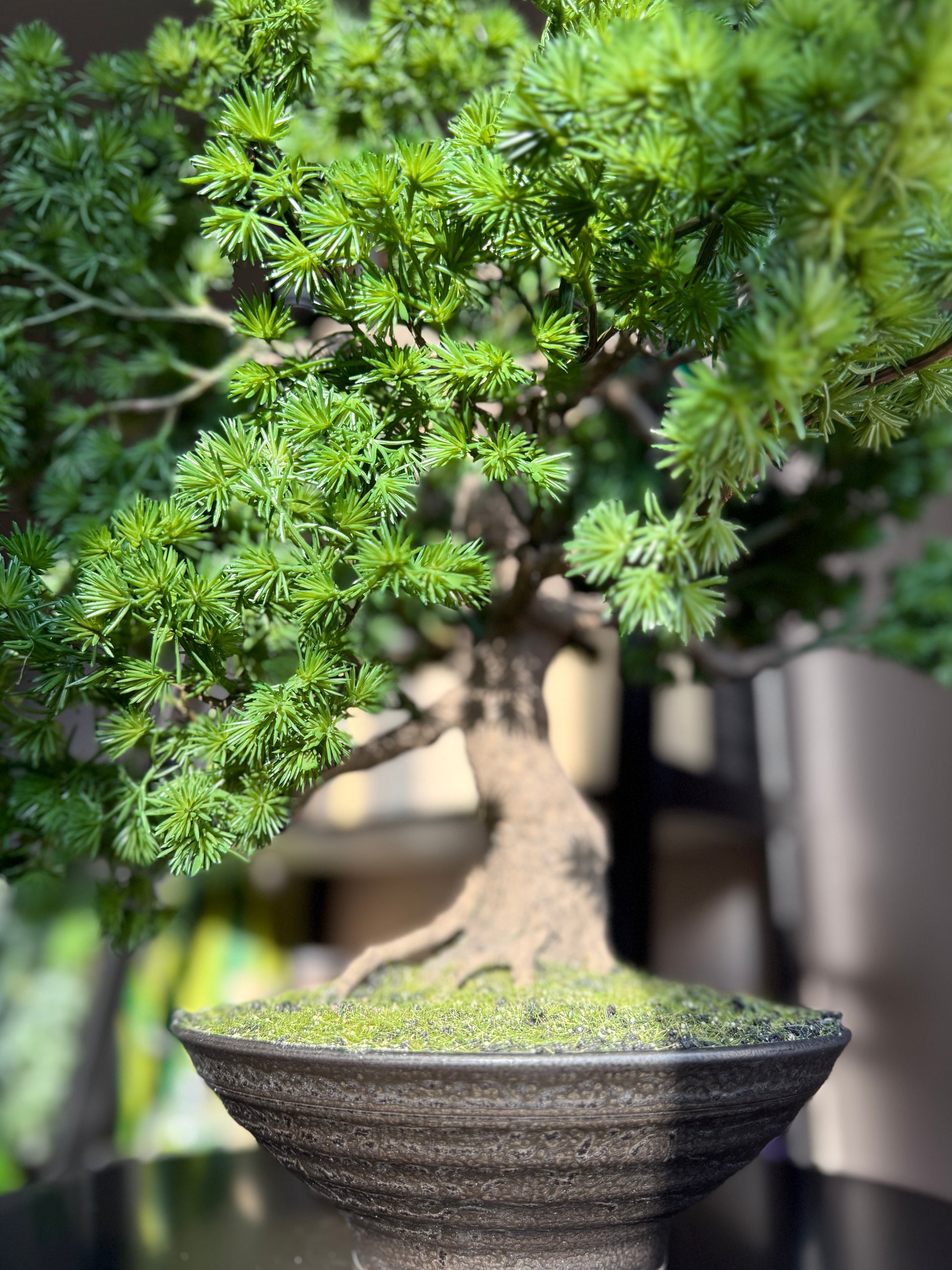Front view of sunlight hitting the Plantish premium artificial bonsai tree, highlighting the textured leaves, ceramic pot, and the lush moss-covered base.