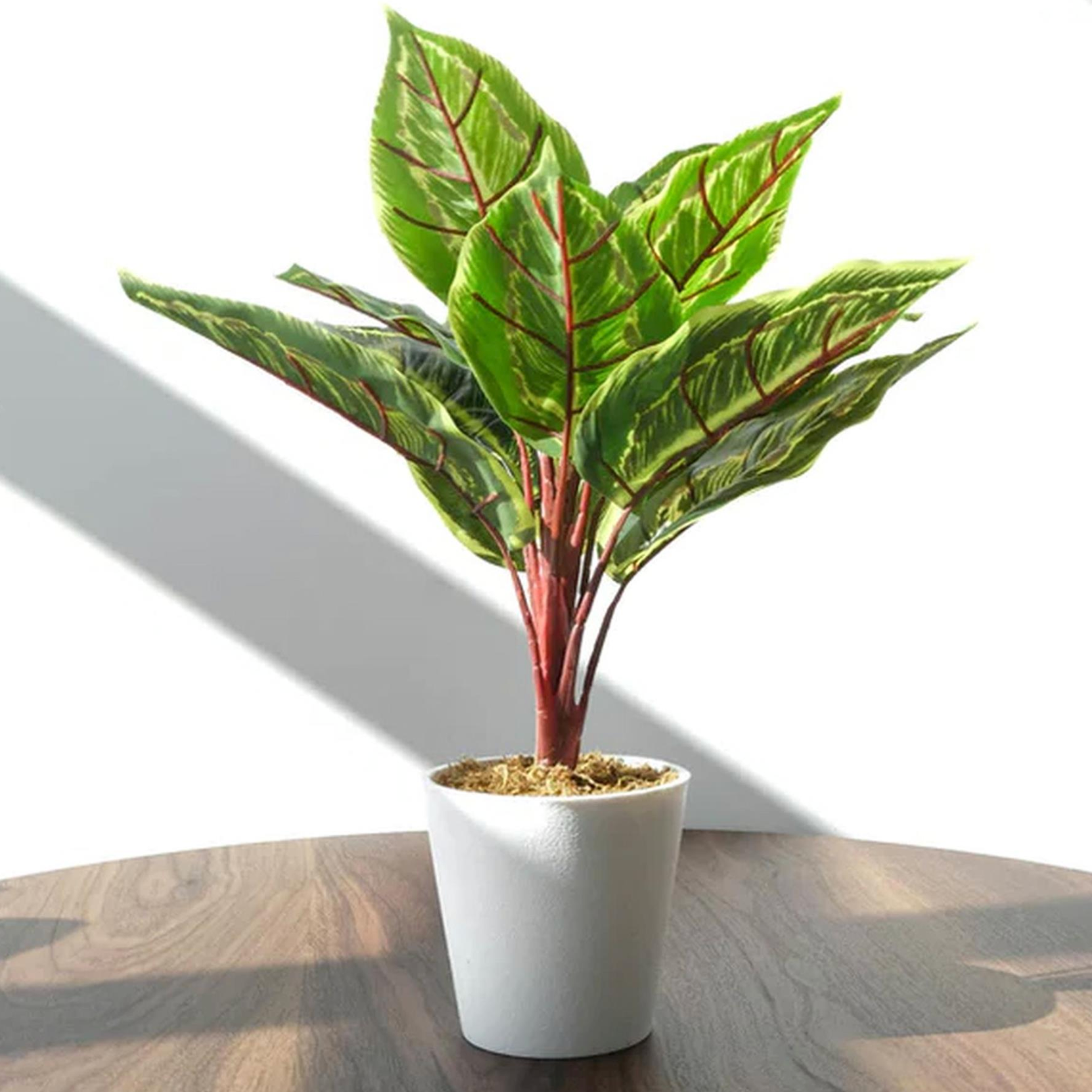 The Plantish Carrie the Artificial Calathea Veitchiane plant, shown on a brown wood table against a sunlit white wall. The green and red plant is in a white pot.