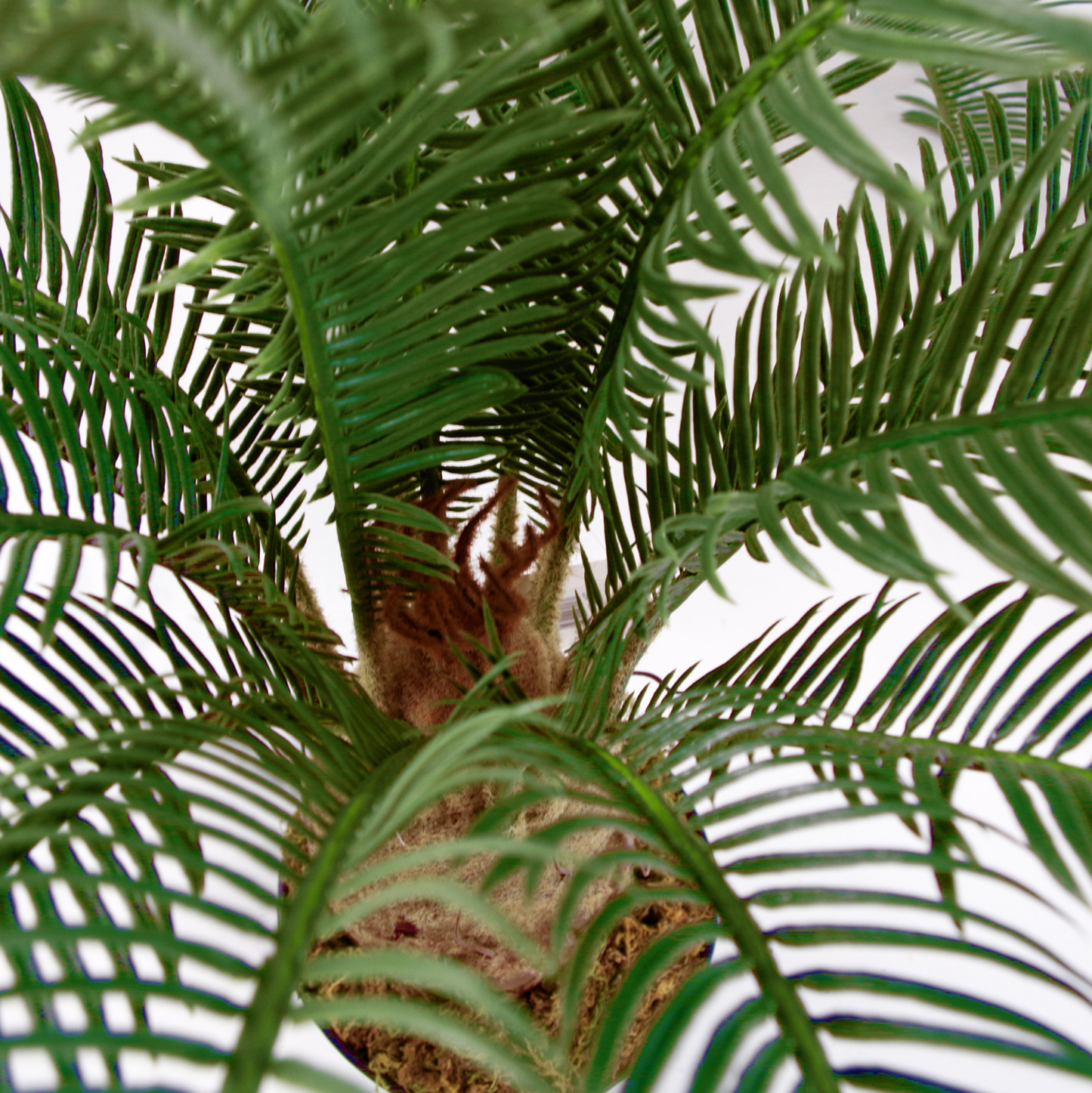 A close up of the green leaves and stem of the Plantish artificial cycas palm tree viewed from above, with the mossy pot and white background also visible. 
