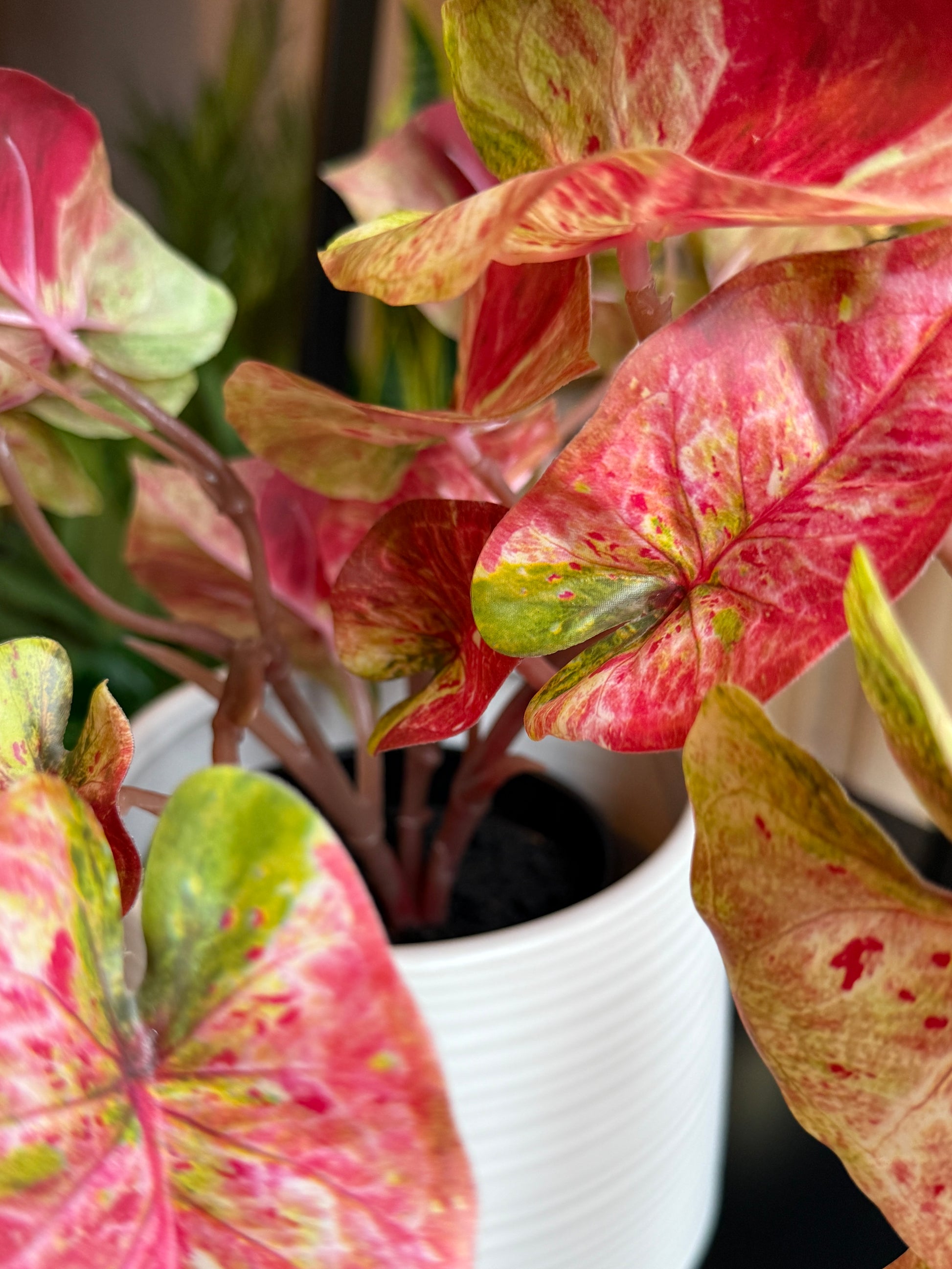 Close up of the Plantish artificial splash caladium, highlighting the vivid pink and green leaves and stems, and the intricate ridged pattern of the white pot.