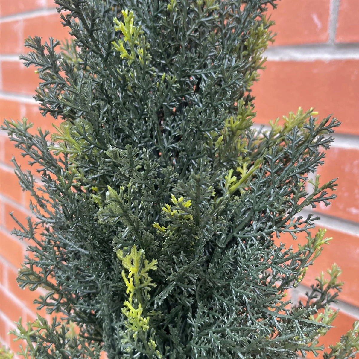 Cillian the Artificial Cypress Tree