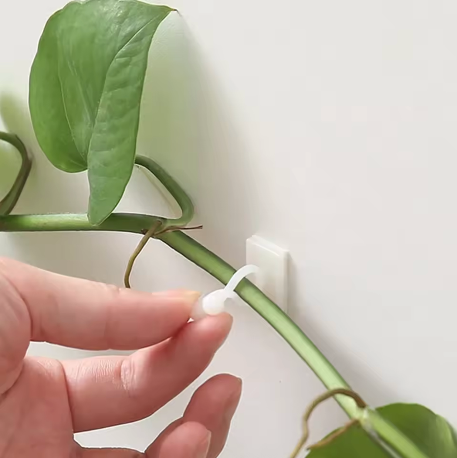 A close up of the Plantish Climbing Plant Wall Clips in white, with a hand attaching a green ivy stem onto the wall.