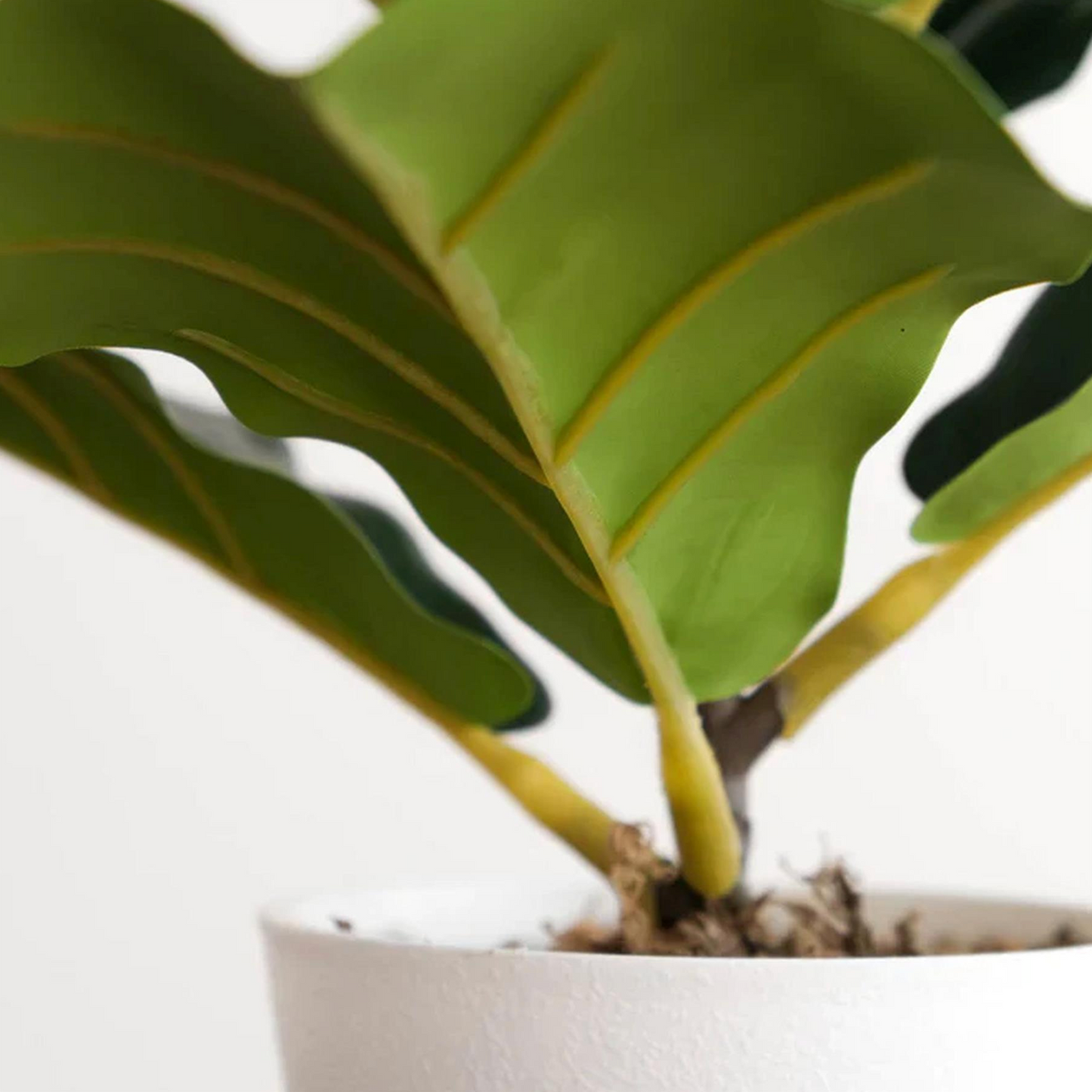 A close up of the Plantish Finn the Artificial Fiddle Leaf Fig plant, showing the stems and the underside of the green leaves, as well as the white pot and moss. 