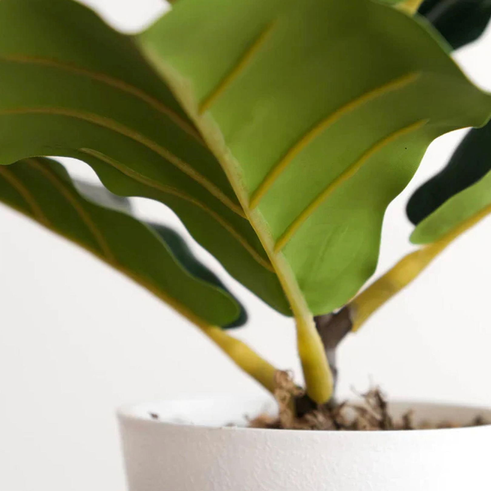 A close up of the Plantish Finn the Artificial Fiddle Leaf Fig plant, showing the stems and the underside of the green leaves, as well as the white pot and moss. 