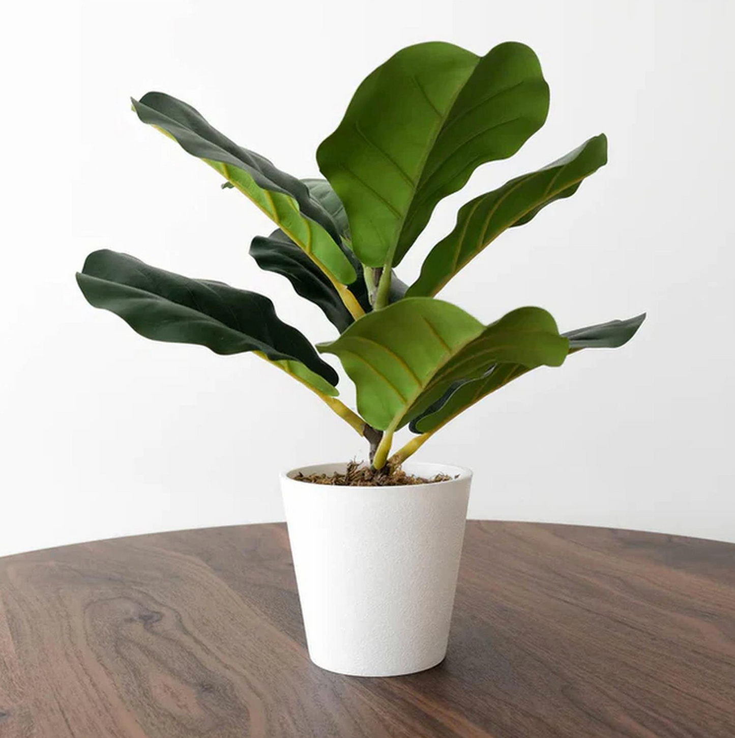 The Plantish Finn the Artificial Fiddle Leaf Fig plant on a brown wood table against a white background. The plant is in a white pot and the lush leaves are detailed. 