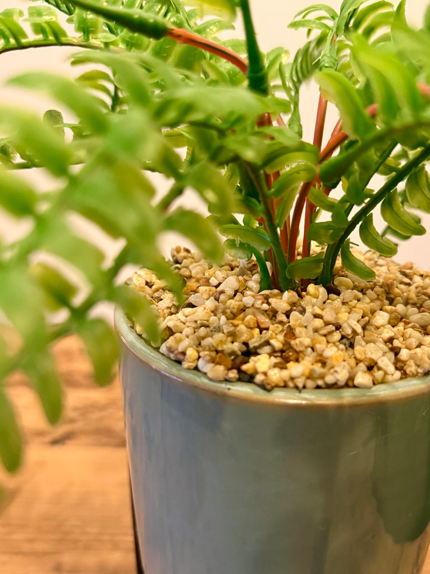 Close up of the Plantish ceramic green pot with a black stand, highlighting the artificial fern's detailed fronds and fixed pebbles, placed on top of a wooden table.
