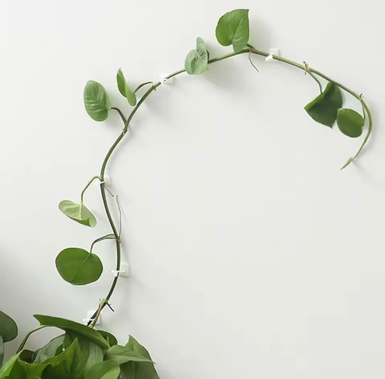 Climbing Plant Wall Clips