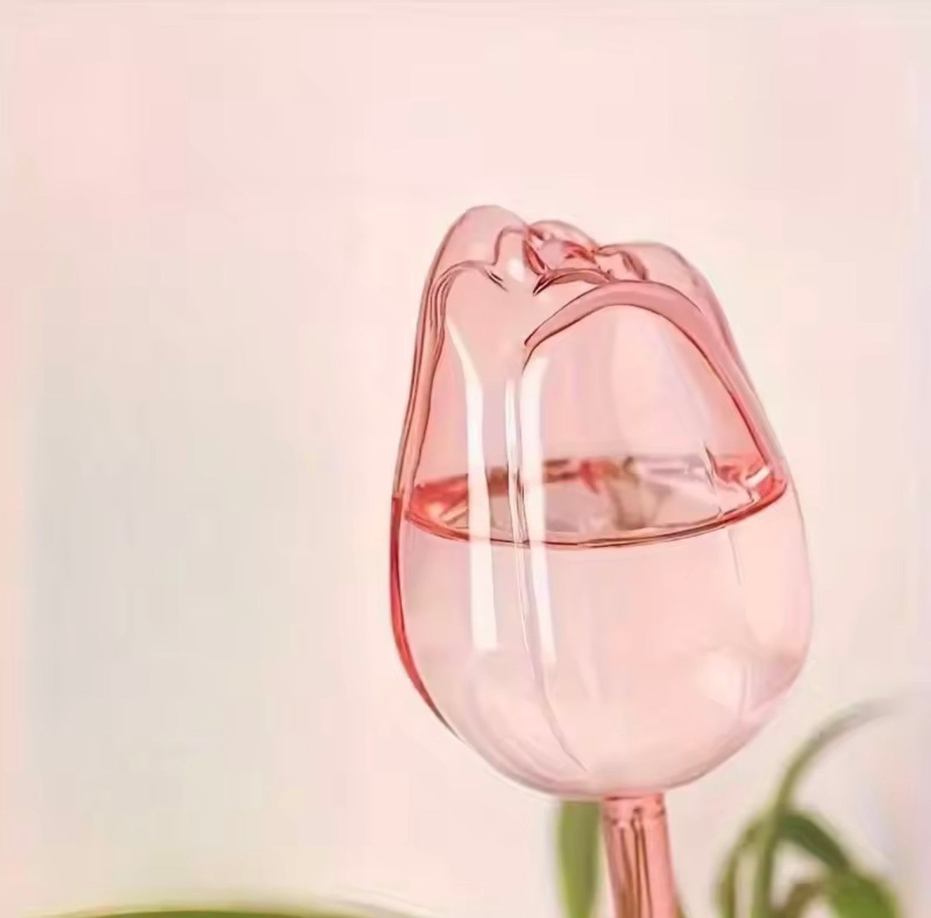 Tulip Plant Watering Bulb