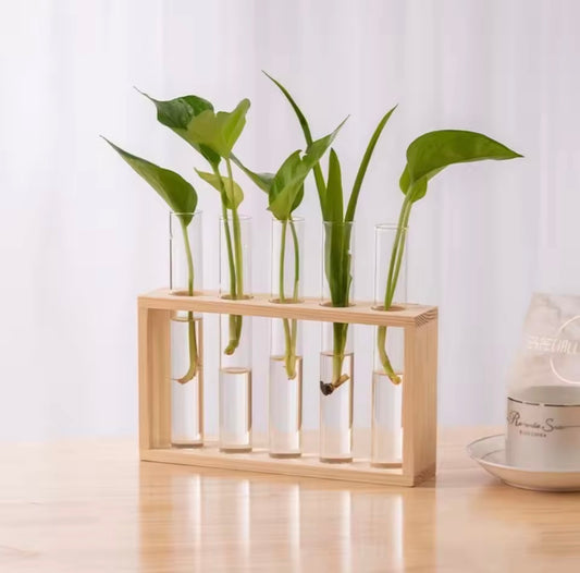 Plant Propagation Test Tubes