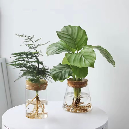 The Plantish glass propagation jar in both shape variants - Conical and Cylinder - on a white table with white background. Both have green plants inside.