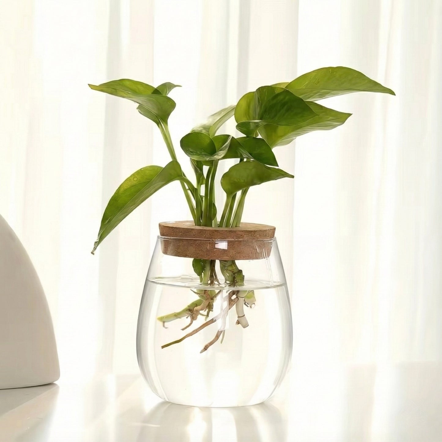 The Plantish Glass Propagation Jar in the Rounded variant shown in a sunlit white room and with a green plant cutting placed inside the jar.