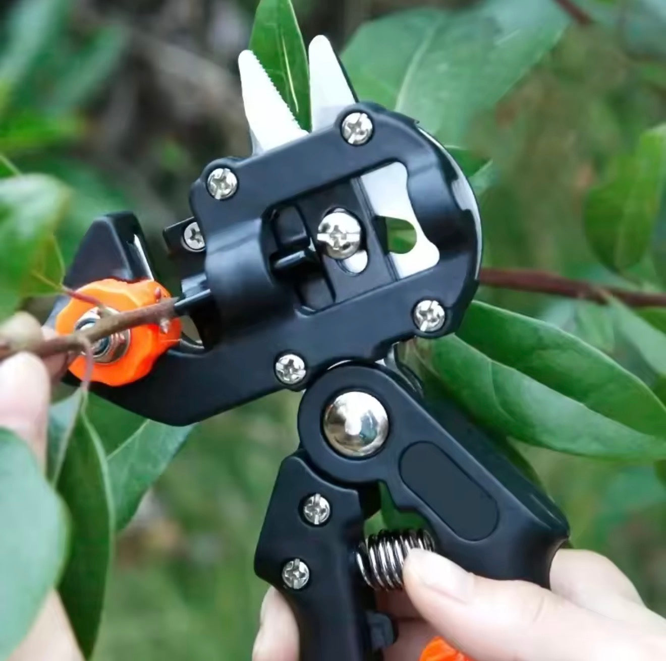 A close up of the Plantish Grafting Pruner being used on a green leafy tree to remove a cutting. The mechanism and blade of the pruner is shown in detail. 