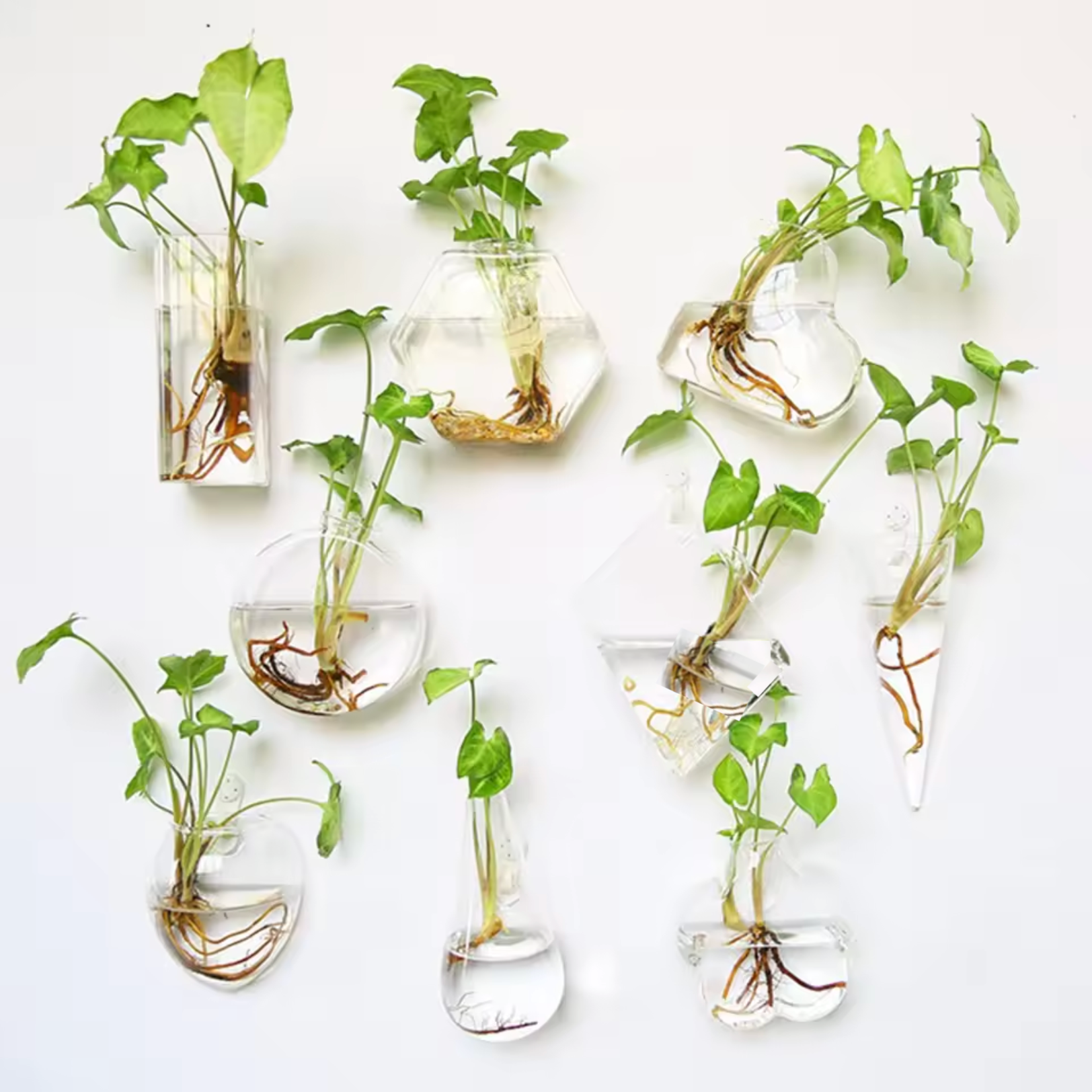 An image of all the Plantish Hydroponic Vases, each made of clear glass with a green plant cutting inside, and all mounted to a white wall.