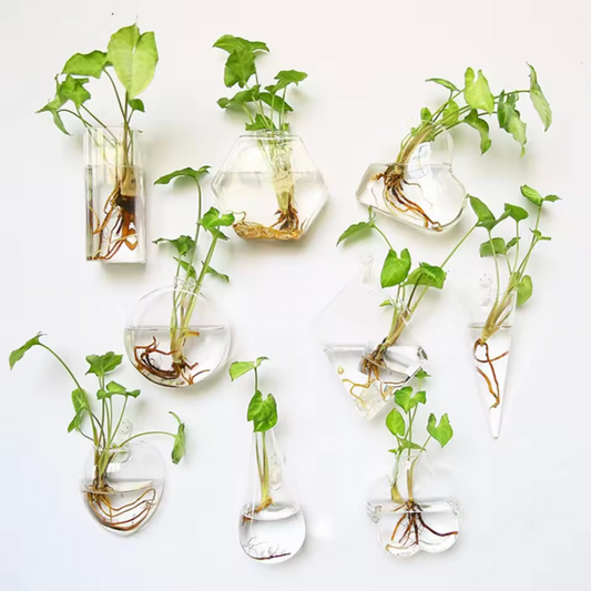 An image of all the Plantish Hydroponic Vases, each made of clear glass with a green plant cutting inside, and all mounted to a white wall.