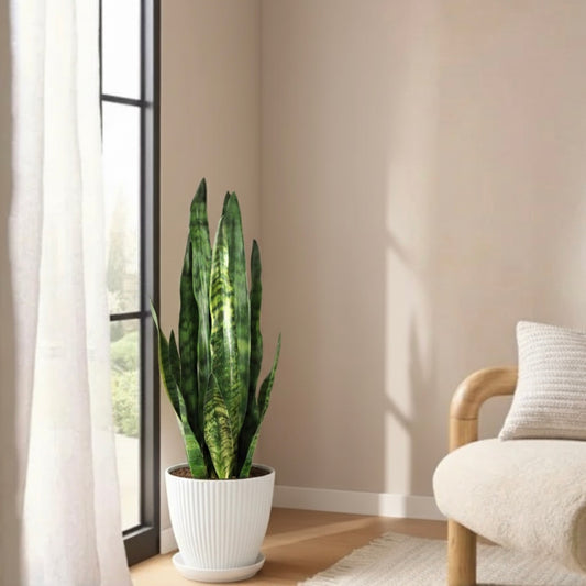 Sara the Artificial Sansevieria