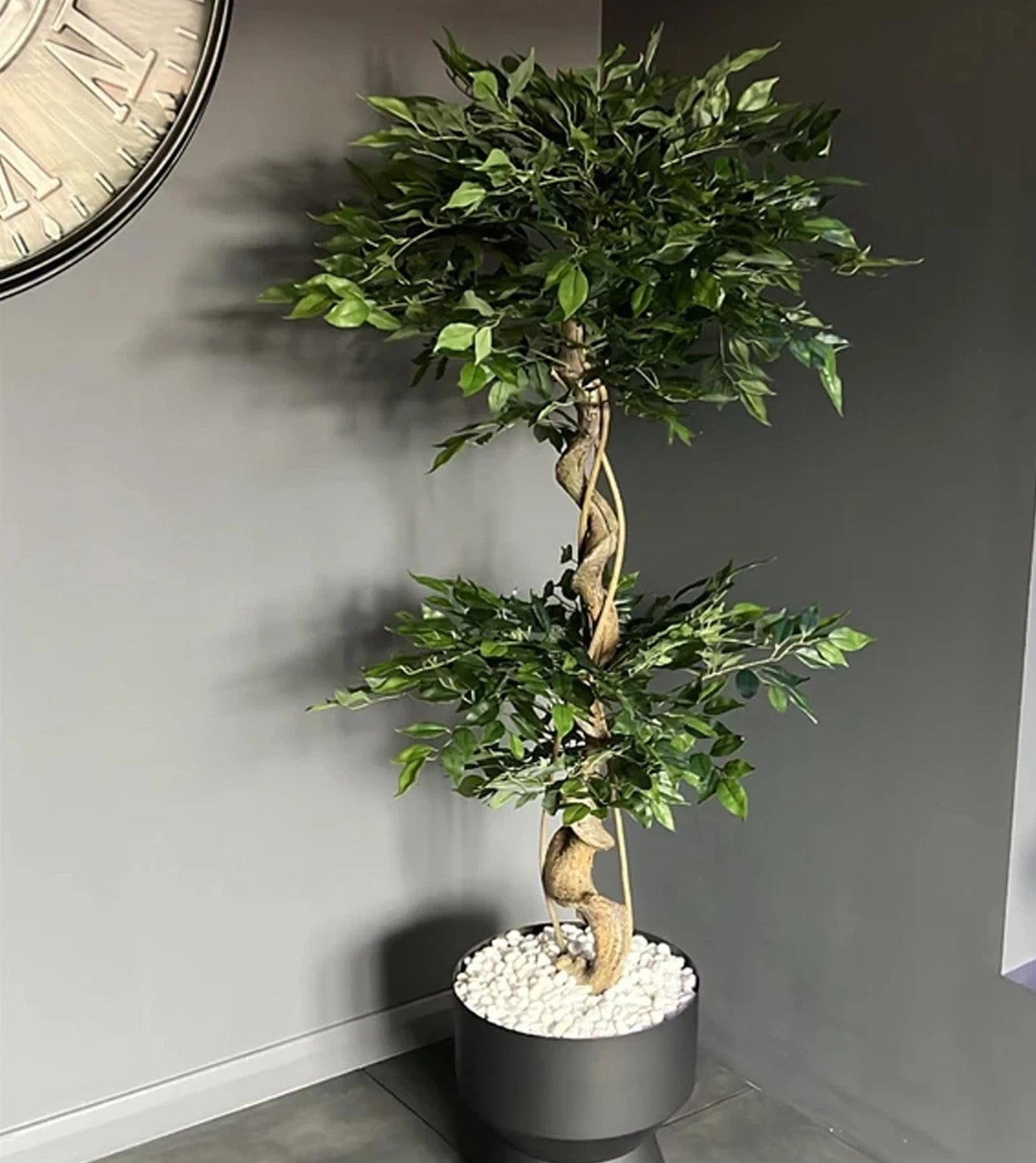 The Plantish artificial Japanese ficus tree shown in the corner of a dark grey room and inside a black pot topped with white decorative stones. 