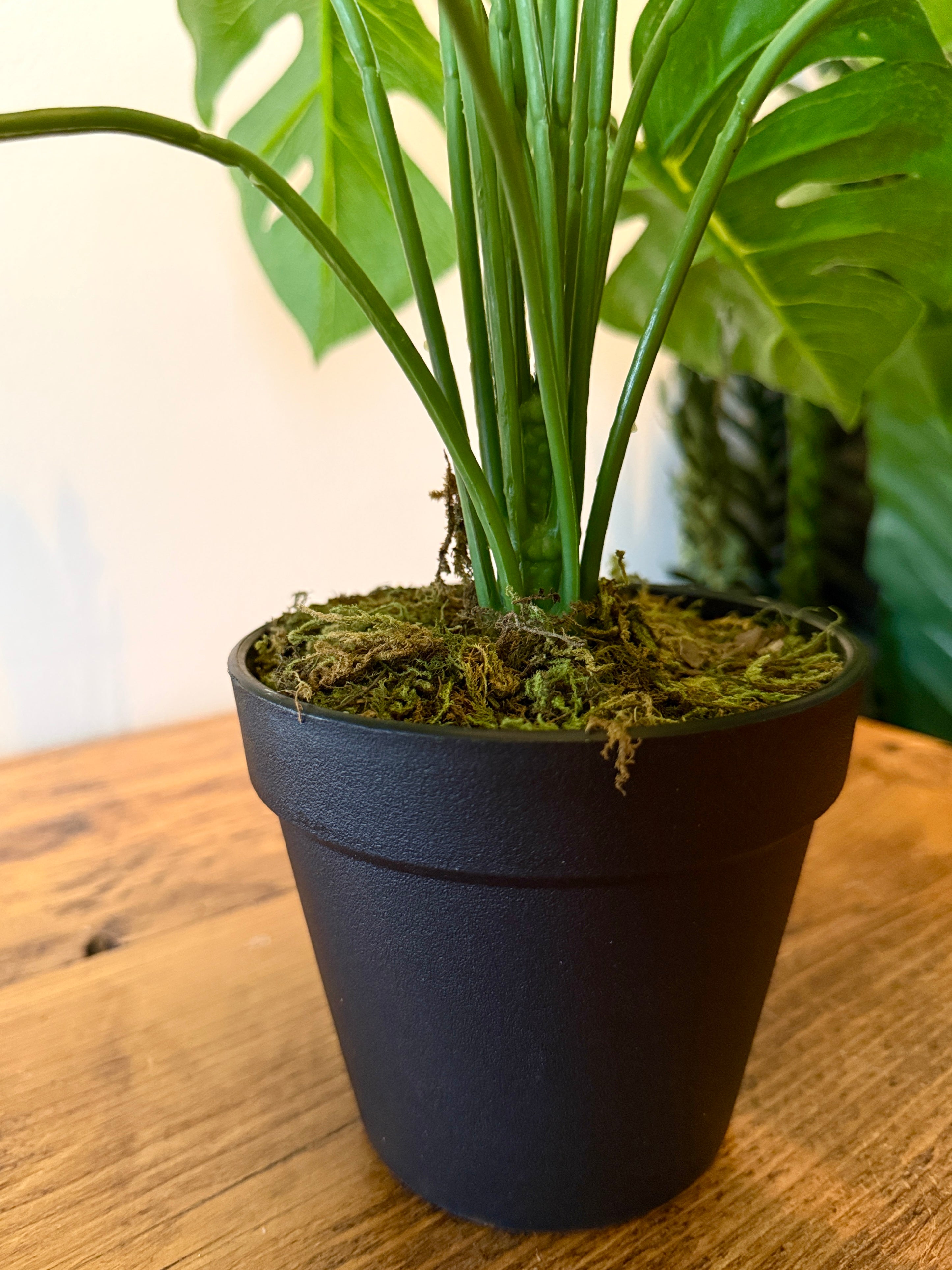 Close up of the Plantish artificial Monstera’s stems potted in a black plastic pot topped with moss.